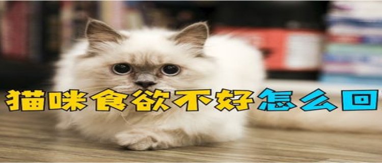 猫咪食欲不好怎么办