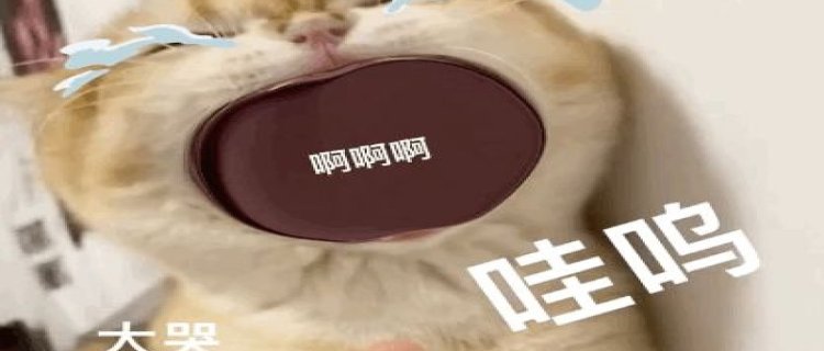 猫咪换环境应激多长时间