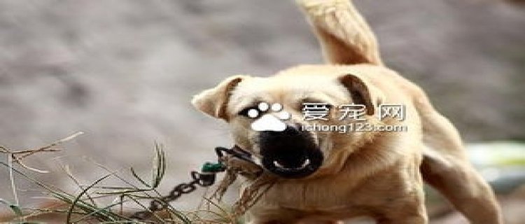 小狗打过狂犬疫苗咬人