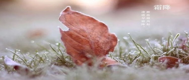 霜降节气的代表花