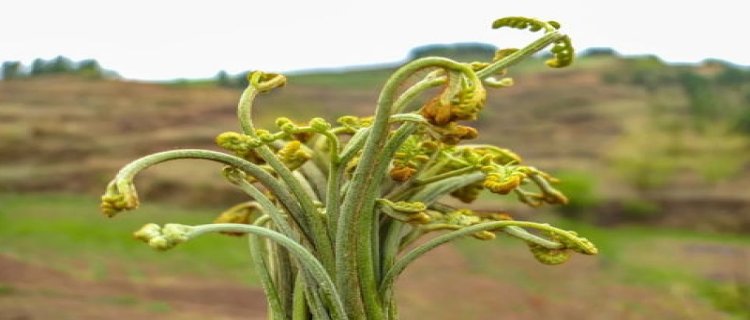 蕨菜属于什么植物门(蕨菜属于什么类植物)