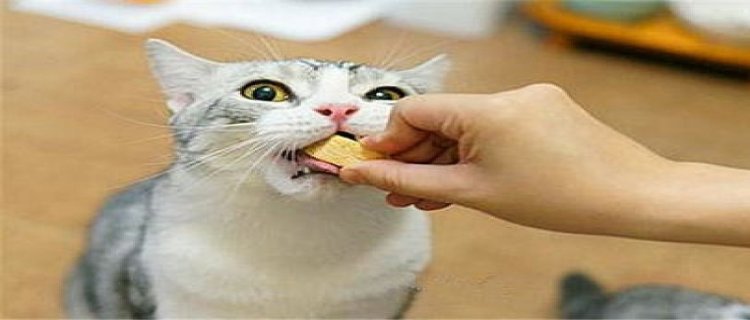 猫咪坐月子可以吃猫粮吗