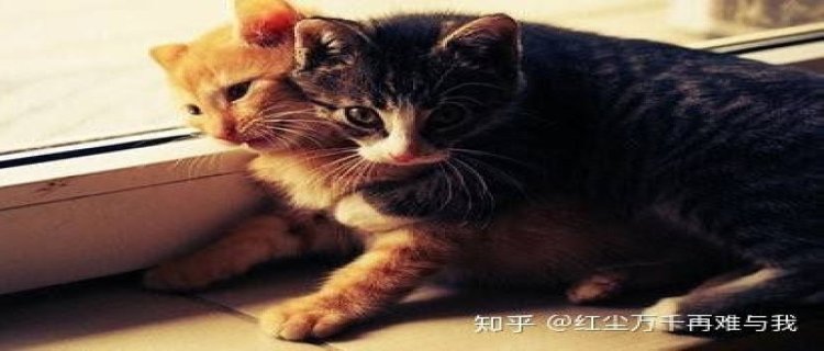 猫什么时候断奶比较好