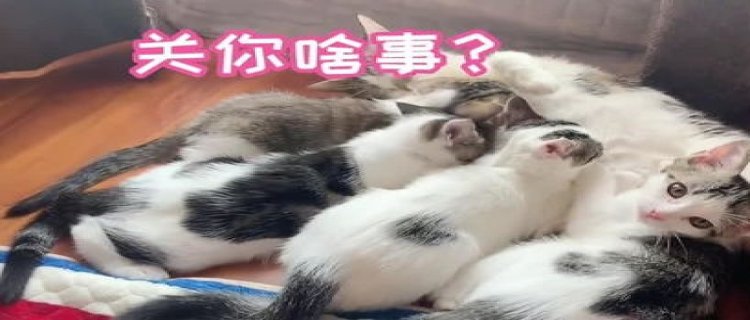 小猫三个月还没断奶