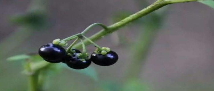 少花龙葵和龙葵的区别