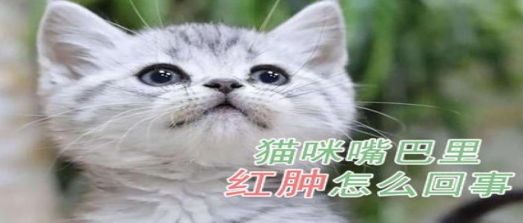 猫下嘴唇红肿(猫下嘴唇红肿有什么病症图片)