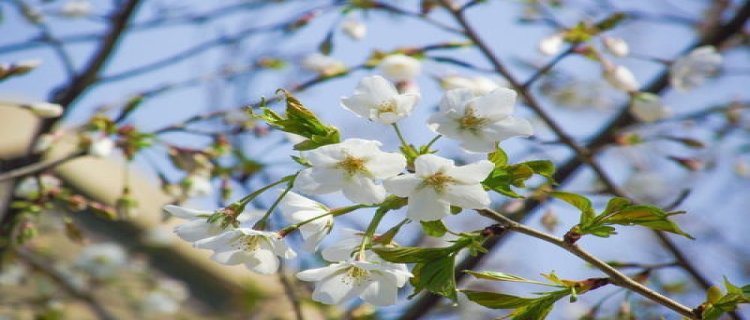 大岛樱是樱花吗