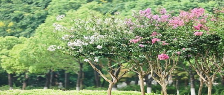 九月开什么花的季节