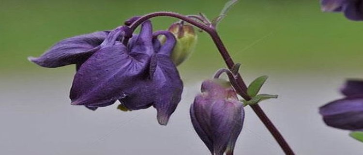 紫罗兰可以剪枝移植吗 再生能力强枝芽部位脱离植株后可成活(紫罗兰怎么样剪枝栽培)