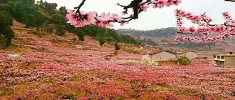 龙泉桃花故里景区