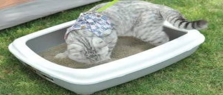 怎么让猫在猫砂里拉屎(没有猫砂猫会憋死吗)