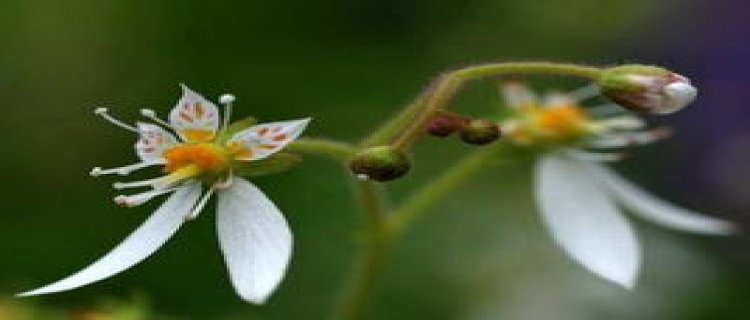 虎耳草花语及寓意(虎耳草的花语)