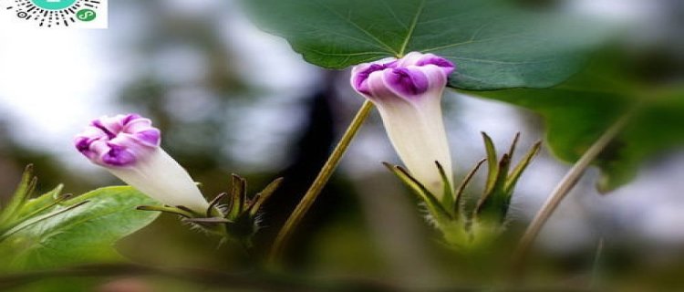 牵牛花枯萎后怎么处理