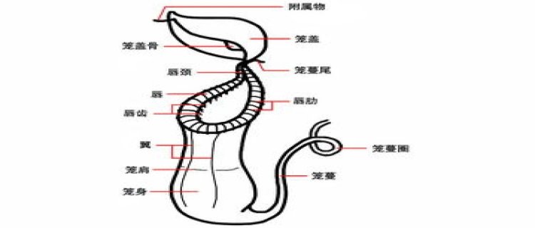 猪笼草笼子枯萎怎么办(猪笼草笼子枯萎了 叶子要剪掉吗)