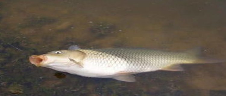 初春野钓鲤鱼方法