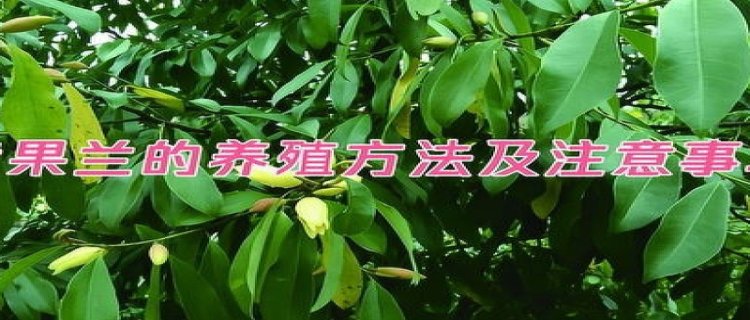 仙茅的养殖方法和注意事项