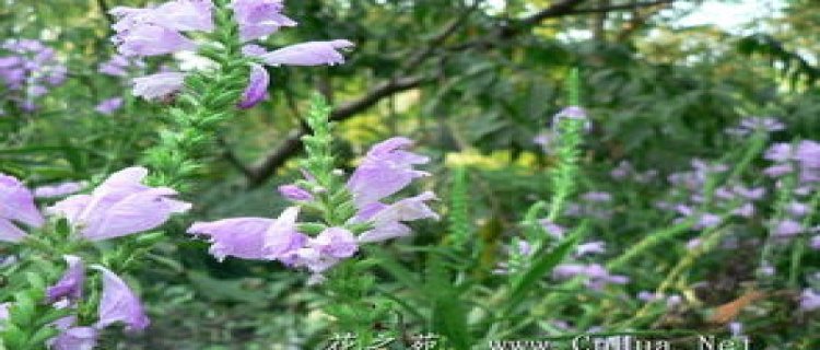 随意草什么时候开花