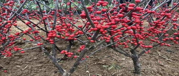 北美冬青什么时候开花结果(北美冬青种植方法介绍)