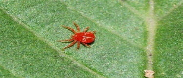 杜鹃花生虫了怎么办 常见虫害及防治办法