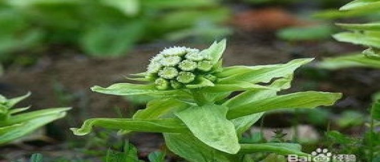 矛膏菜的病虫害及其防治