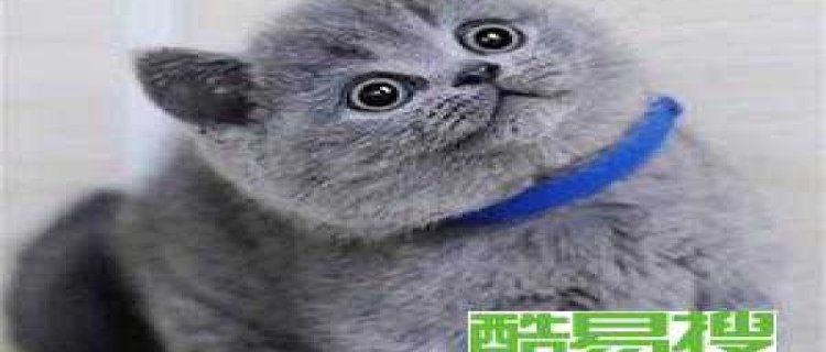 英短蓝猫怎么驱虫