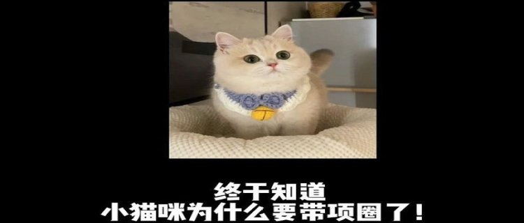 猫为什么带项圈