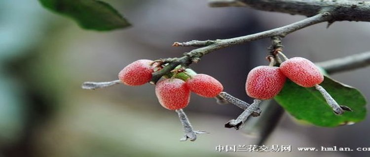 胡秃子下山桩没根怎么养