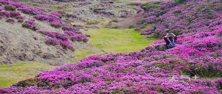 轿子雪山杜鹃花海(轿子雪山杜鹃花几月开)