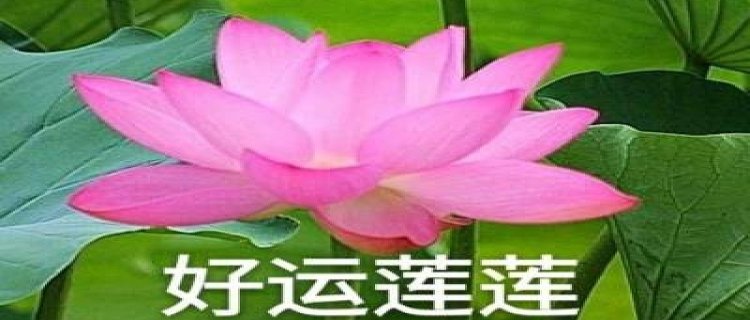 芦笋什么时候吃最好 芦笋几月份上市