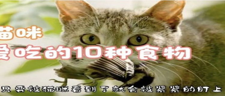 猫一般吃什么食物