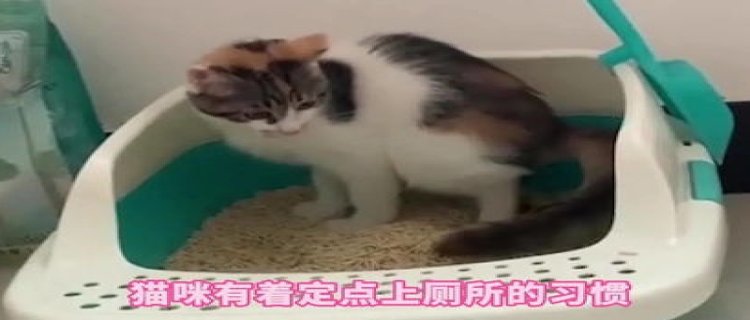 猫屁股上为什么会流血(猫肛门有血)