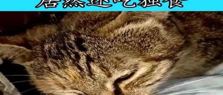 猫晚上要喂吃的吗