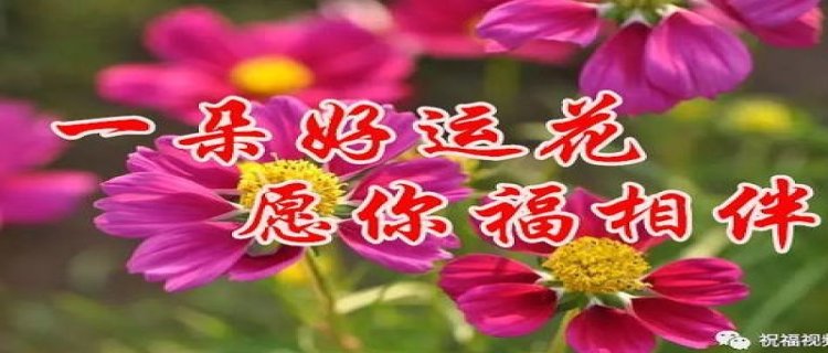 2018年8月8，送你8种花，祝你有钱随便花！