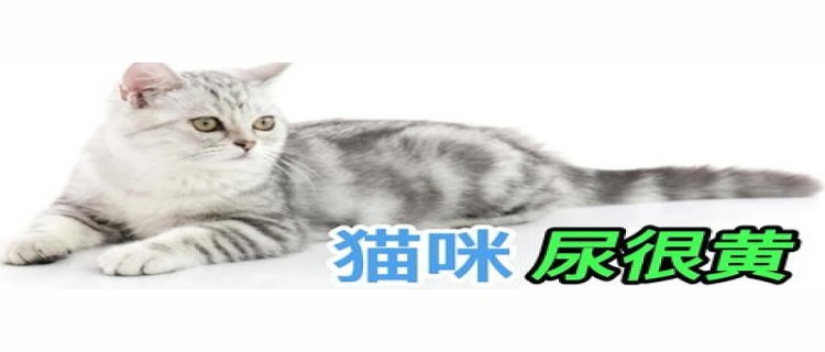 猫咪尿特别黄怎么回事