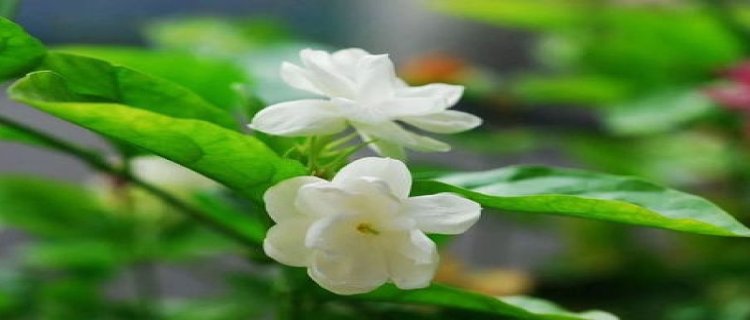 茉莉花可以用淘米水浇吗，浇花生虫怎么办