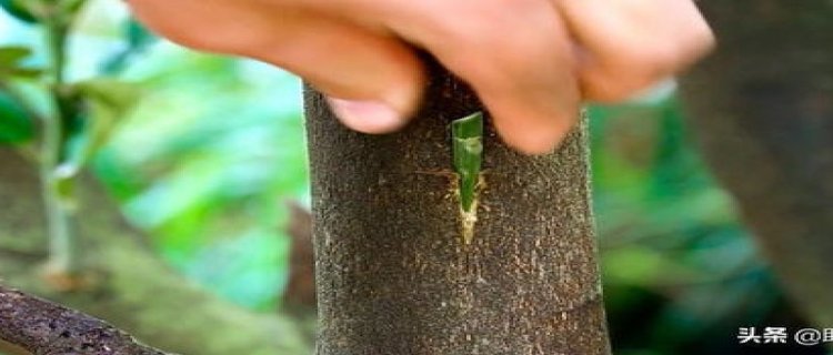 鼠尾掌的嫁接方法