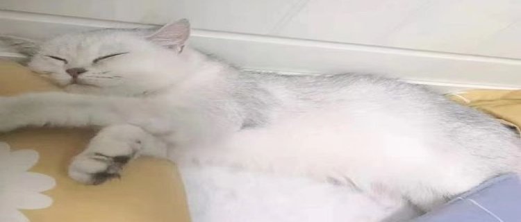 猫藓吃维生素b几天吃一片