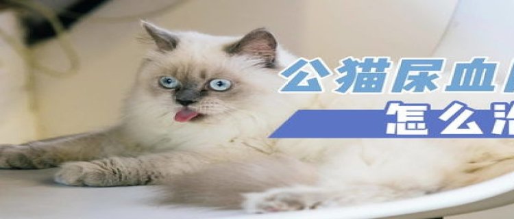 宠物猫尿血咋回事?(宠物猫尿血咋回事猫咪膀胱摸着大)