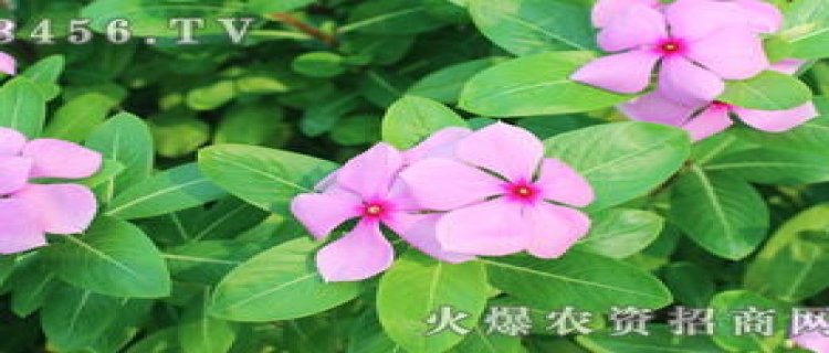 长春花品种大全