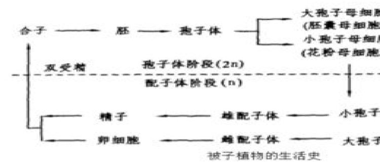 被子植物有世代交替吗(被子植物世代交替的特点简答)