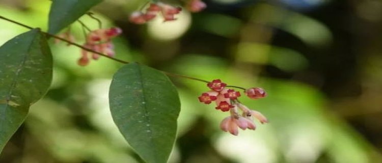 鼠掌老鹳草入药部位(野老鹳草入药部位)