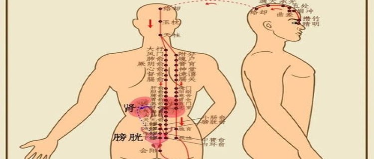 腿上的六条经络位置(腿上的六条经络位置图动态视频)