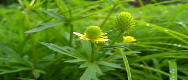 石龙芮和茴茴蒜的区别