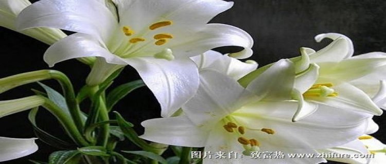 香水百合有毒吗