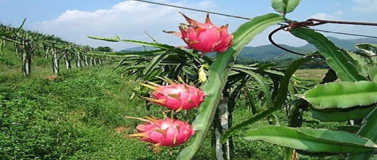 火龙果树种植技术