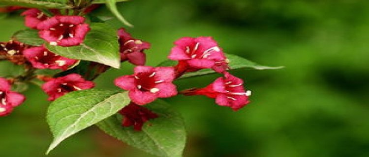 海仙花和锦带花的区别(海仙花和锦带花的识别特征)