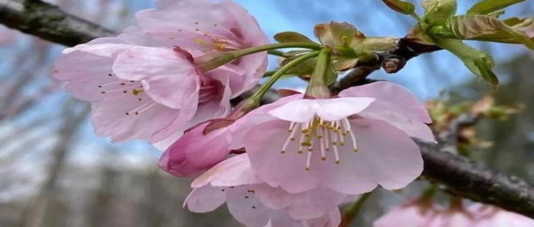 垂丝海棠和樱花的区别