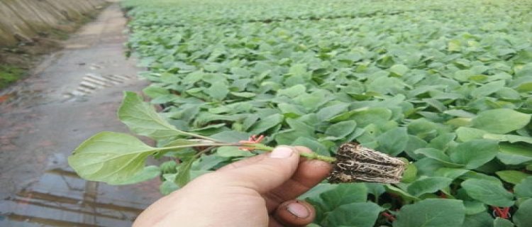 阳台茄子的种植方法 种植季节几月份 怎么育苗