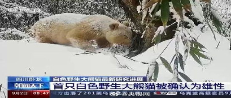 已知唯一野生白色熊猫确认为雄性 这一发现有什么意义