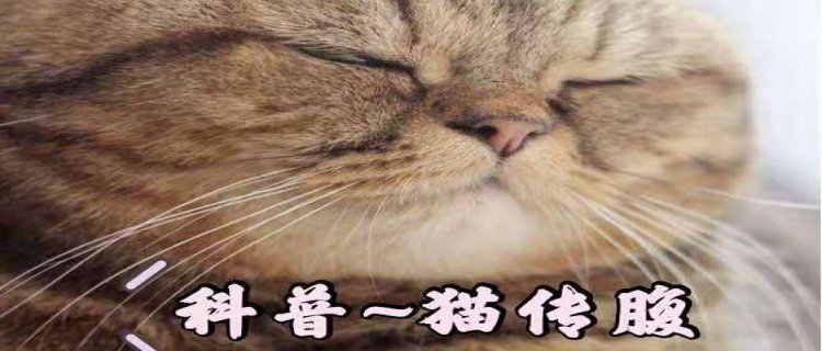 猫冠状病毒是猫传腹嘛(猫冠状病毒和猫传腹的区别)